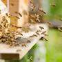 Bienen reagieren empfindlich auf Gift und Störungen des natürlichen Gleichgewichts