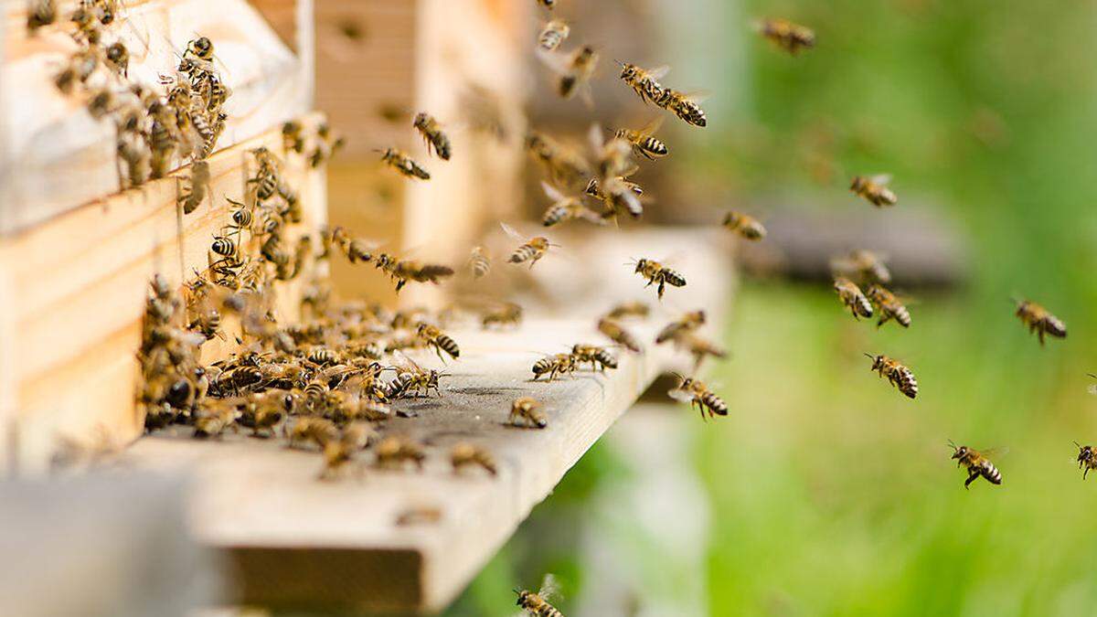 Bienen reagieren empfindlich auf Gift und Störungen des natürlichen Gleichgewichts