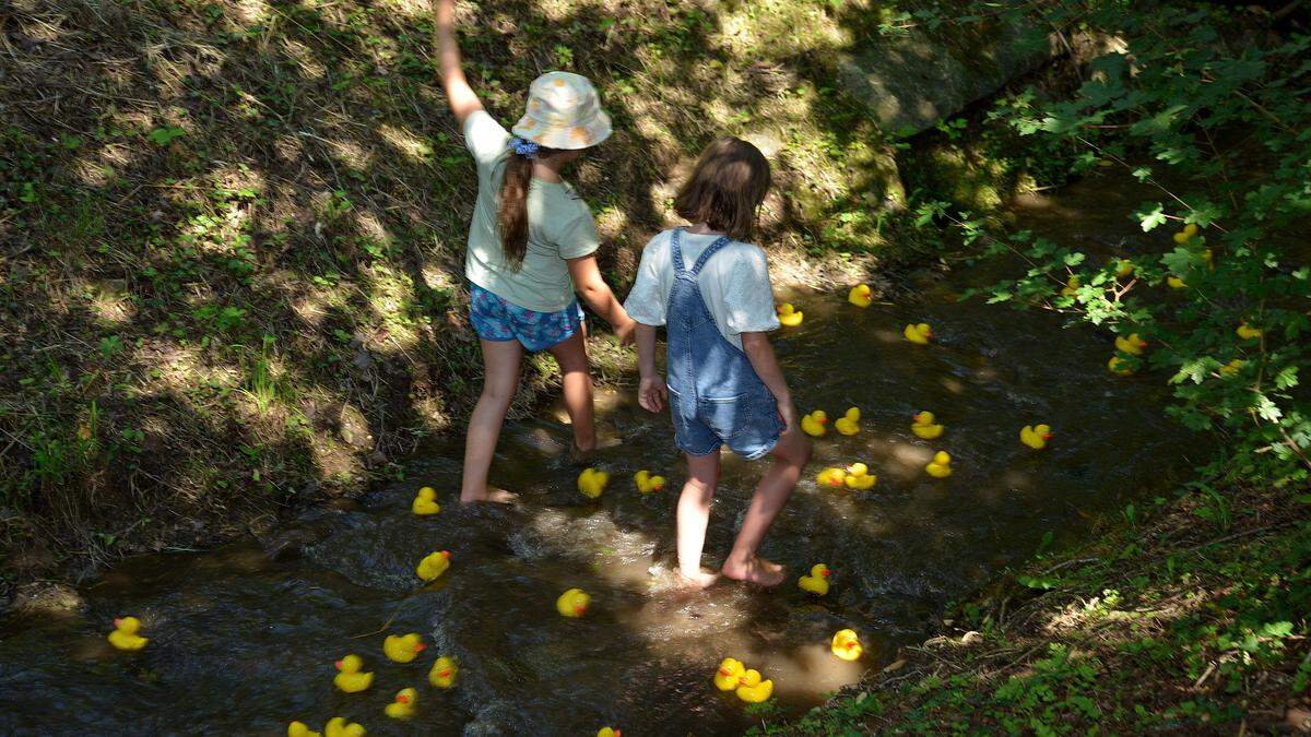 Trotz tiefen Wasserstands und anderen Hindernissen kamen die Enten ans Ziel