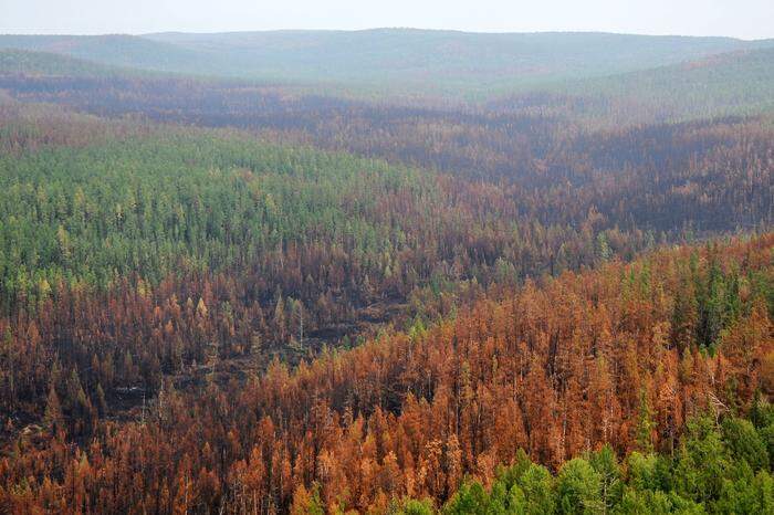 Ganze Wälder sind vernichtet