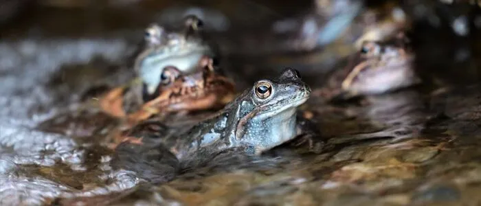 Die Männchen quaken, um Weibchen anzulocken