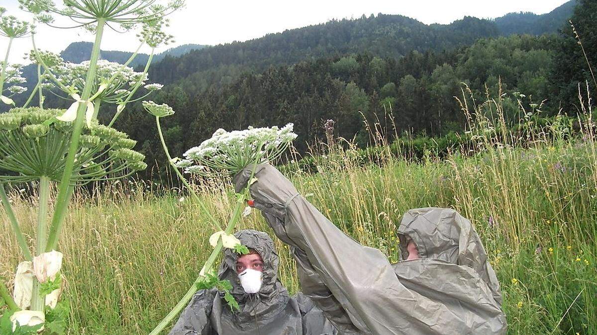 Der Riesenbärenklau kann nur in Schutzanzügen entfernt werden. Oft rückt dafür die Feuerwehr (im Bild die FF Baldramsdorf) aus