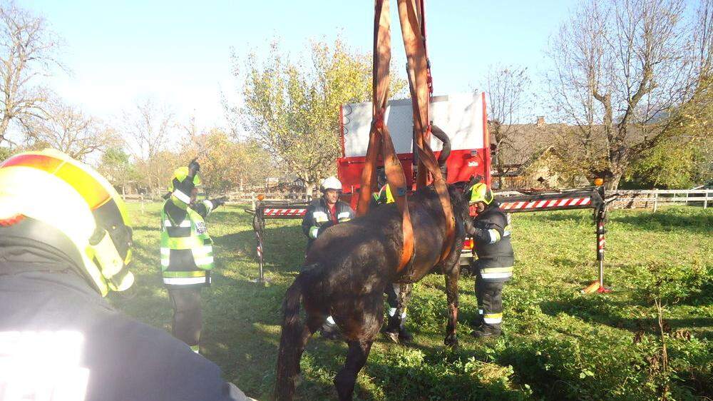 Die Feuerwehr rettete ein Pferd 
