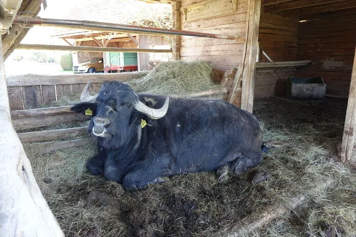 Auch ein Stier zählt zu ihren Lieblingen.