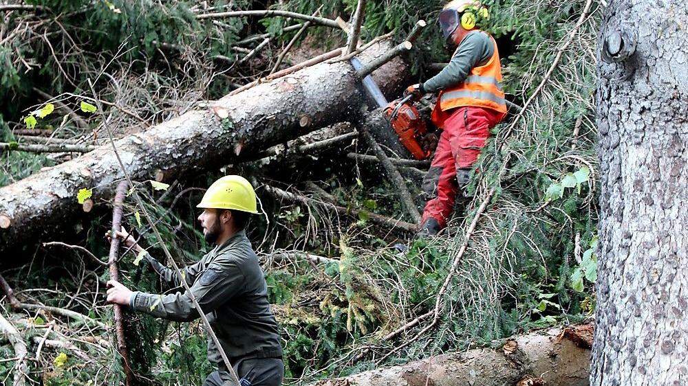 Die Aufarbeitung des Windwurfs in Kärntens Wäldern wird noch bis 2020 andauern