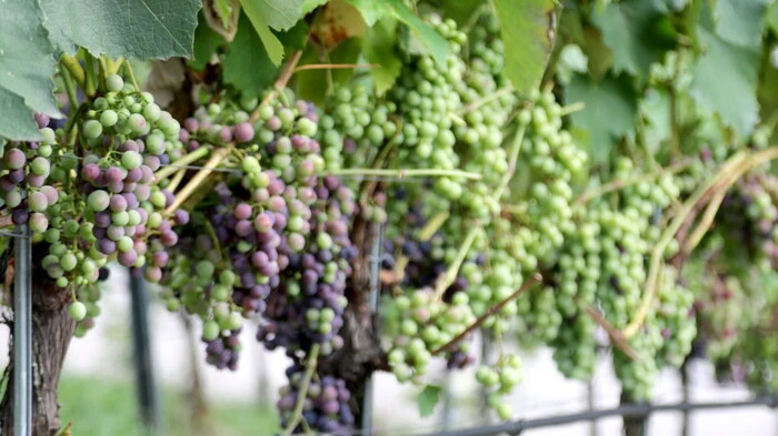 Weinliebhaber kamen am Wochenende im Bezirk St. Veit voll auf ihre Kosten. Der Weinbauverein St. Veit/Hochosterwitz lud zum 9. Weinstadlfest nach Reipersdorf. 