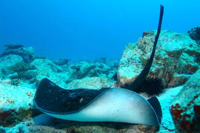 Ave Maria Rock. Mit einer Tauchtiefe ab zwölf Metern ist das Revier um den Ave Maria Rock auch für Einsteiger bestens geeignet. Die winzige Insel, etwa zwei Kilometer von La Digue entfernt, fällt steil ins Meer ab und ist umrahmt von den Seychellen-typischen Granitfelsen. Mit nur einem Tauchgang lässt sich die gesamte Insel umrunden. Unterwegs stoßen Taucher vor allem auf Großfische wie Riffhaie und Rochen.