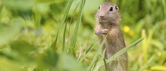 Das europäische Ziesel (Spermophilus citellus) ist auf Graslandschaften angewiesen und bedroht