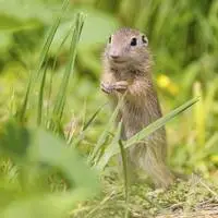 Das europäische Ziesel (Spermophilus citellus) ist auf Graslandschaften angewiesen und bedroht
