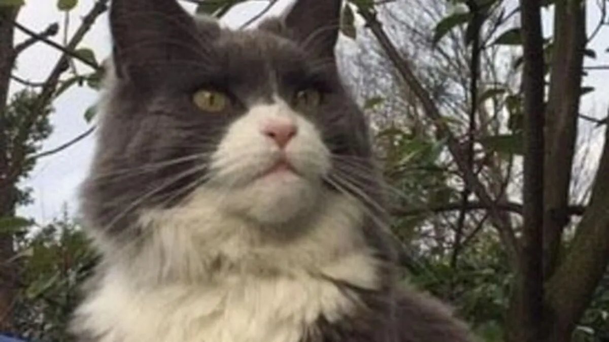 Hat seinen eigenen Kopf: Kater Ozzy