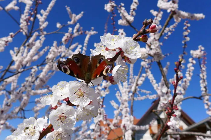 Aber auch am Hofberg in Riegersburg lassen sich schon die zartrosa Blüten inklusive ihrer Bestäuber bewundern.