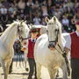 Am Samstag, 23. Mai 2023, werden Mutterstuten und ihre Fohlen in der Arena des Lipizzanergestüts Piber auftreten