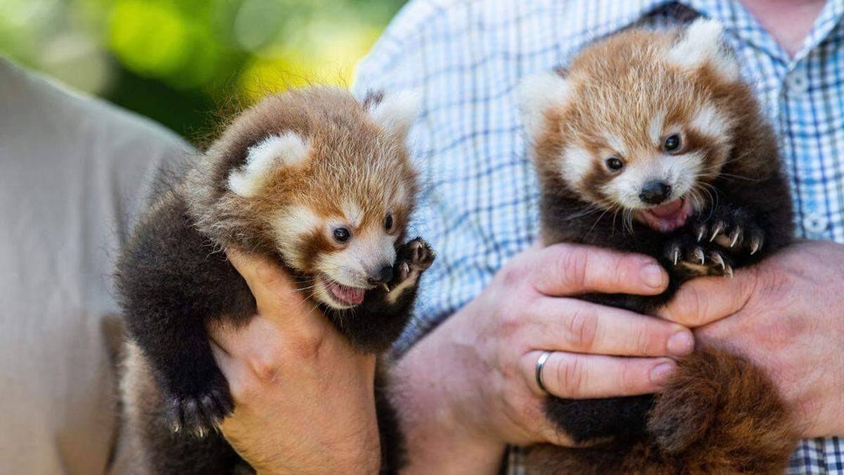 Nachwuchs bei den Kleinen Pandas