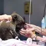 Gerettete Koalas werden im Port Macquarie Koala Hospital gesund gepflegt