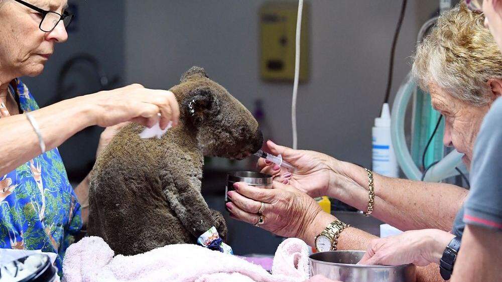 Gerettete Koalas werden im Port Macquarie Koala Hospital gesund gepflegt