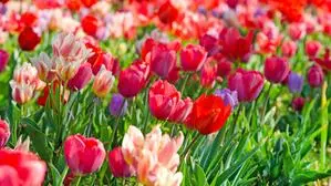 Sind die Tulpen noch zu retten?