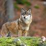 Der Wolf gerät wegen zunehmender Tierrisse ins Visier