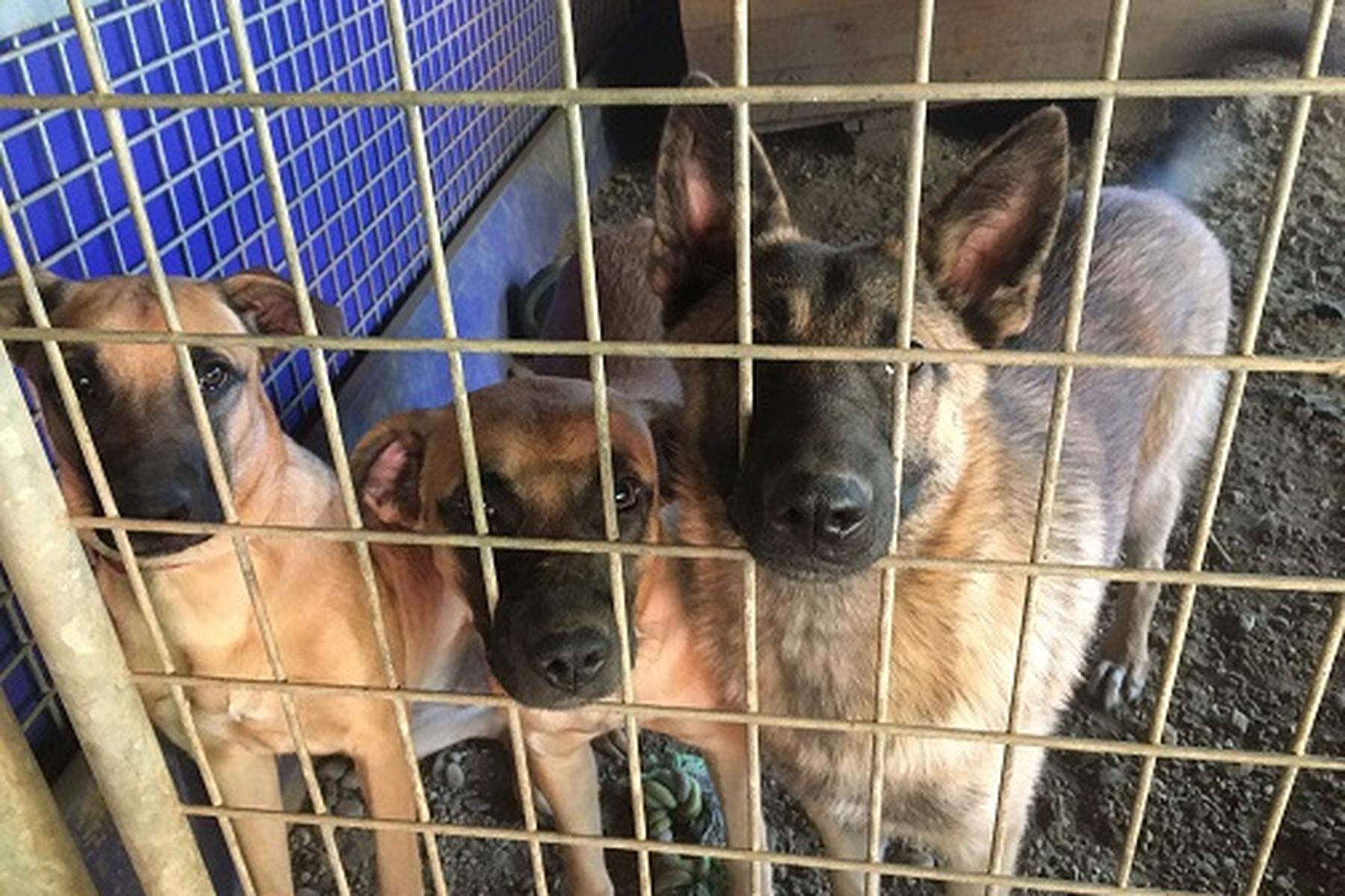 46 Hunde 3 Katzen zu vergeben Tierische Kriegsfl chtlinge aus