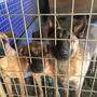 46 Hunde aus der Ukraine warten neben drei Katzen auf neue Besitzerinnen und Besitzer