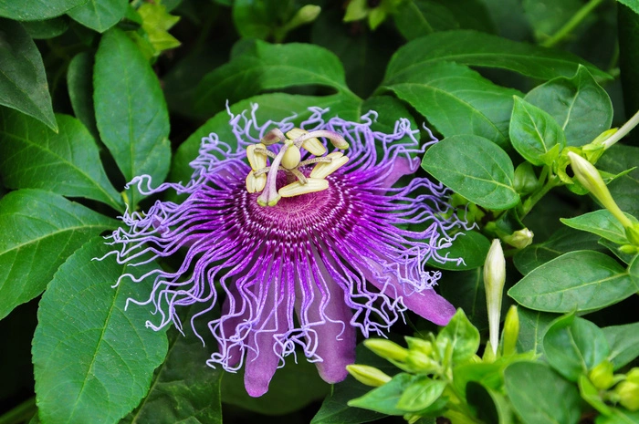 Die Passiflora incarnata ist die einzige von über 530 Passionsblumenarten, die in der Medizin eingesetzt wird