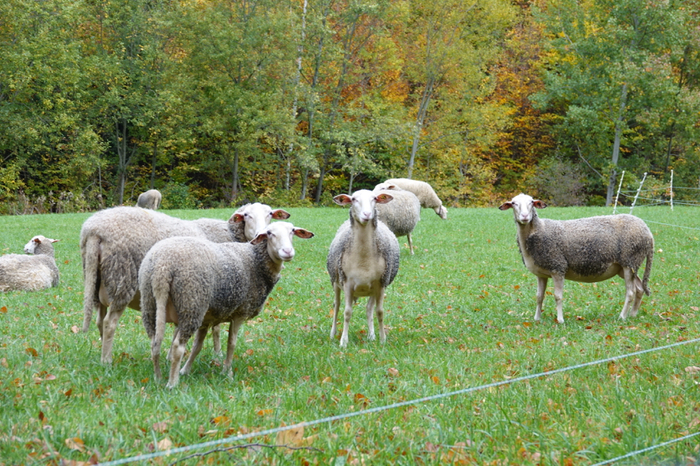 Schon am Weg dorthin sah man viele Schafherden, letztlich ist ja Naas auch die schafreichste Gemeinde der Steiermark.