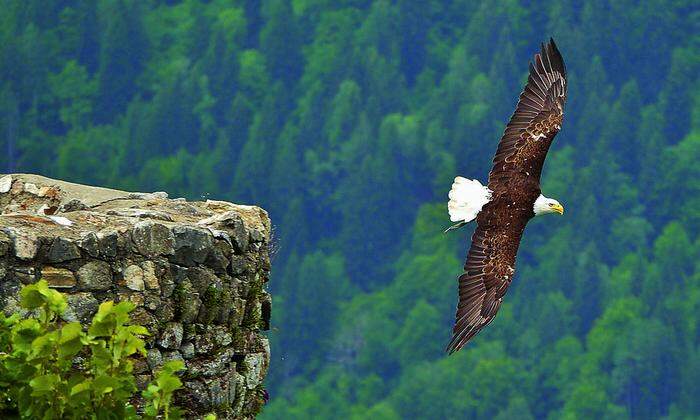 Elegante Jäger: In der Adler Arena Burg Landskorn können Sie Greifvögel "bei der Arbeit" beobachten
