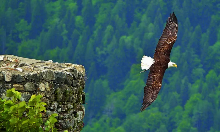 Elegante Jäger: In der Adler Arena Burg Landskorn können Sie Greifvögel "bei der Arbeit" beobachten