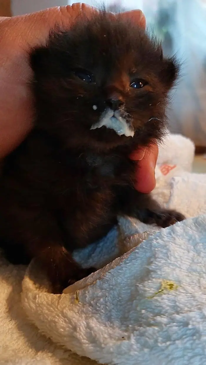 ABD0007_20220427 - BRAUNAU AM INN - ÖSTERREICH: ++ HANDOUT ++ ZU APA0102 VOM 27.4.2022 - Nachbarn haben im Innviertel drei Katzenbabys gerettet, nachdem die Mutter tödlich verunglückt ist. Sie hörten die Schreie aus einem Schuppen auf einem Hof im Bezirk Braunau und alarmierten den Halter. - FOTO: APA/PFOTENHILFE - ++ WIR WEISEN AUSDRÜCKLICH DARAUF HIN, DASS EINE VERWENDUNG DES BILDES AUS MEDIEN- UND/ODER URHEBERRECHTLICHEN GRÜNDEN AUSSCHLIESSLICH IM ZUSAMMENHANG MIT DEM ANGEFÜHRTEN ZWECK UND REDAKTIONELL ERFOLGEN DARF - VOLLSTÄNDIGE COPYRIGHTNENNUNG VERPFLICHTEND ++