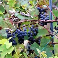 Südkärntner Trauben zur Weinlesezeit