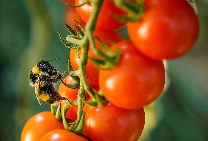 Voller Blumauer Geschmack rund ums Jahr: Durch Thermalwasserförderung  können bei Frutura 9000 Tonnen Tomaten, Paprika, Gurken, Melanzani und Radieschen im Jahr klima- und ressourcenschonend wachsen. Bei dem Vorgang geht kein einziger Tropfen Wasser verloren 