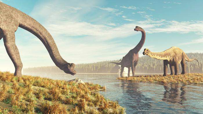 Brachiosaurier waren zwölf Meter hoch und 25 Meter lang
