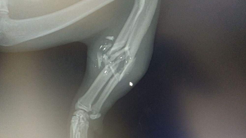 Röntgenbild, wo ein Flobert-Projektil einer Katze den Unterarm zertrümmerte 