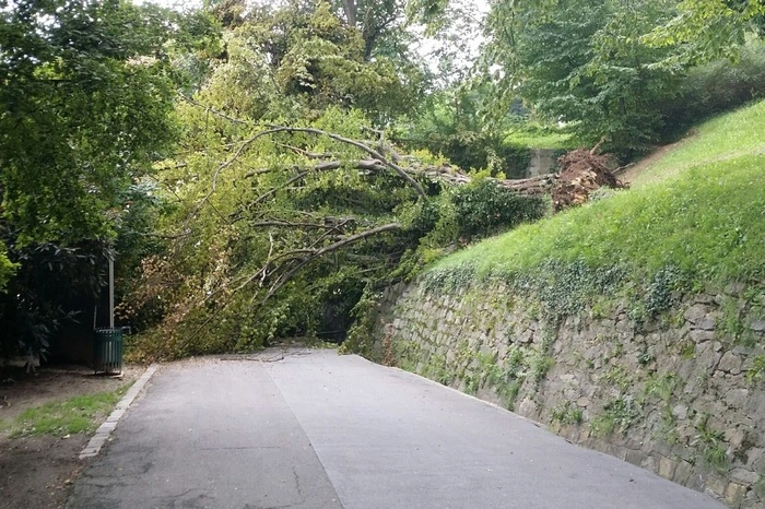 . . . . eine rund 15 Meter hohe Hainbuche um - und auf einen beliebten Gehweg.