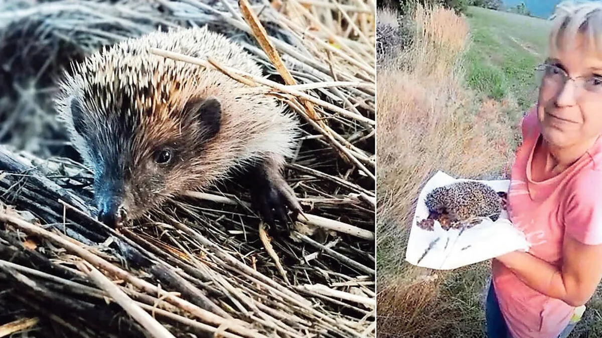 Frisch aufgepeppelt konnte Anawender den Igel wieder in die freie Wildbahn entlassen