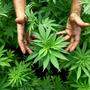 Mit Investitionen in Cannabisprodukte reich werden – das versprach die Klagenfurter Firma
