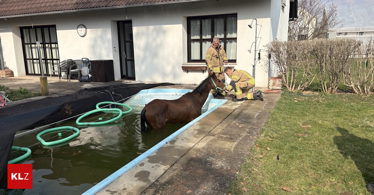 Feuerwehr-im-Einsatz-Pferd-musste-aus-Grazer-Pool-gerettet-werden