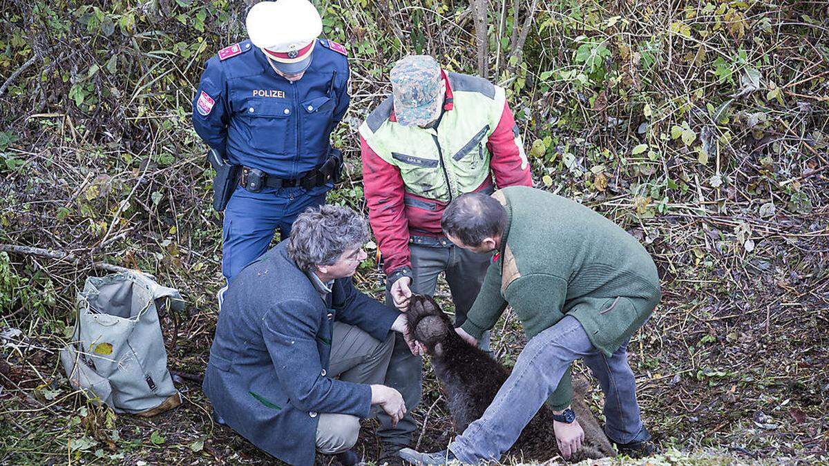 Der tote Bär wurde Montagfrüh nahe der Vorderberger Straße gefunden 	