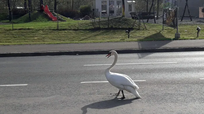 Durchaus anmutigen Schrittes war das Tier mitten auf der Straße unterwegs ...