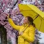 Sujet, Feature, Wetter, April, Aprilwetter, Frühling, Regen,Regenschirm, Frau, Kälte,  Zierkirsche, Blüten, Fernitz am 02.04.2022