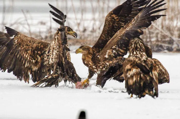 Nirgendwo sonst gibt es so viele Seeadler. Das Geheimnis: Naturschützer und Naturschützerinnen engagieren sich unentwegt für den Erhalt des unvergleichlichen Naturraums.