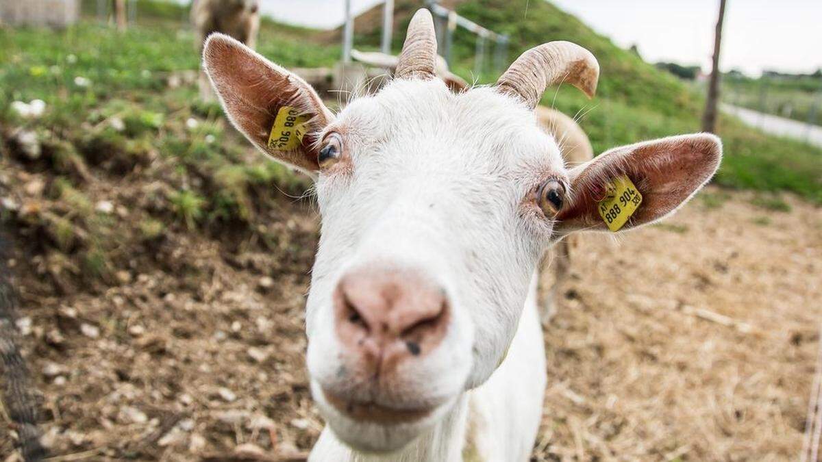 Zwei Ziegen wurden unter großen Qualen geschächtet