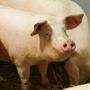 Die Haltungsbedingungen für Schweine werden sich signifikant verbessern