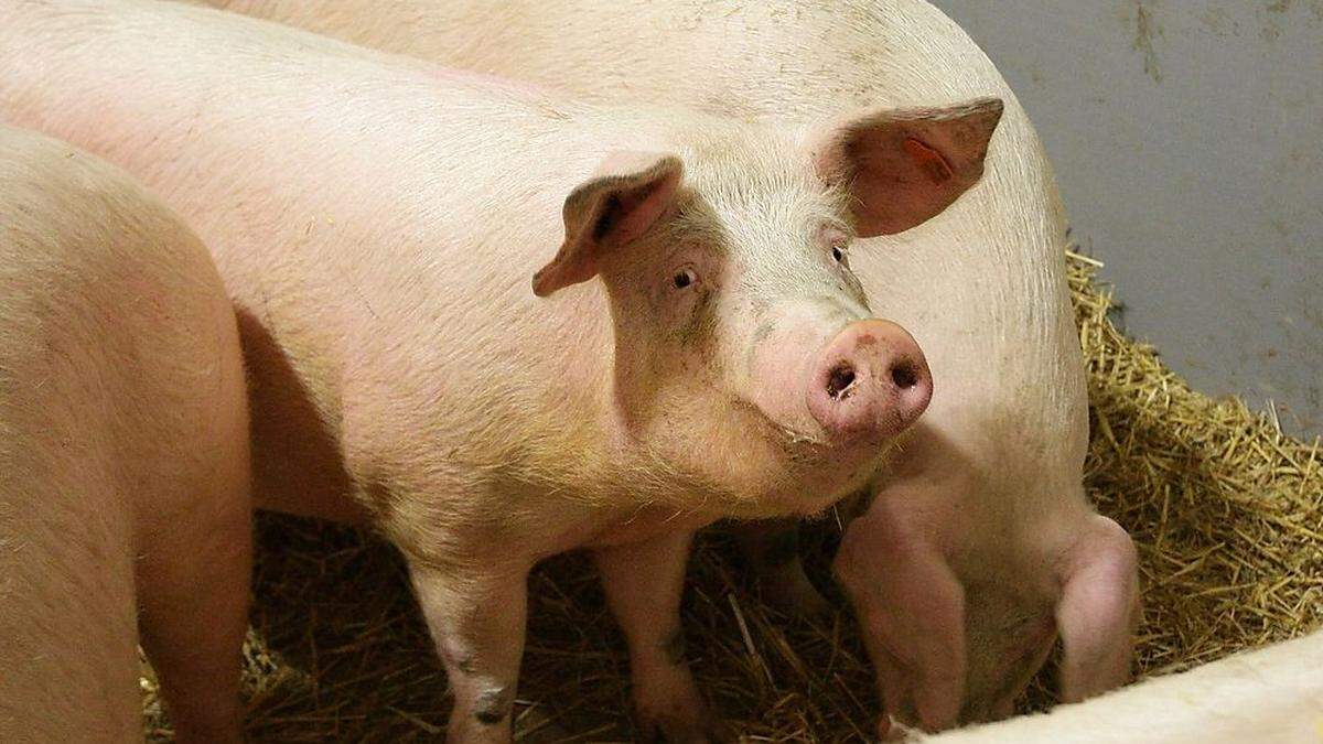 Die Haltungsbedingungen für Schweine werden sich signifikant verbessern