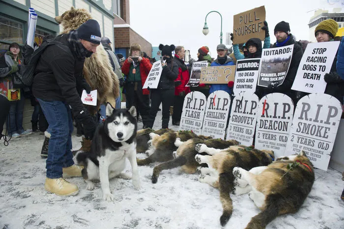 Auf dem Iditarod-Trail wurden im 20. Jahrhundert auch Waren und Post transportiert.