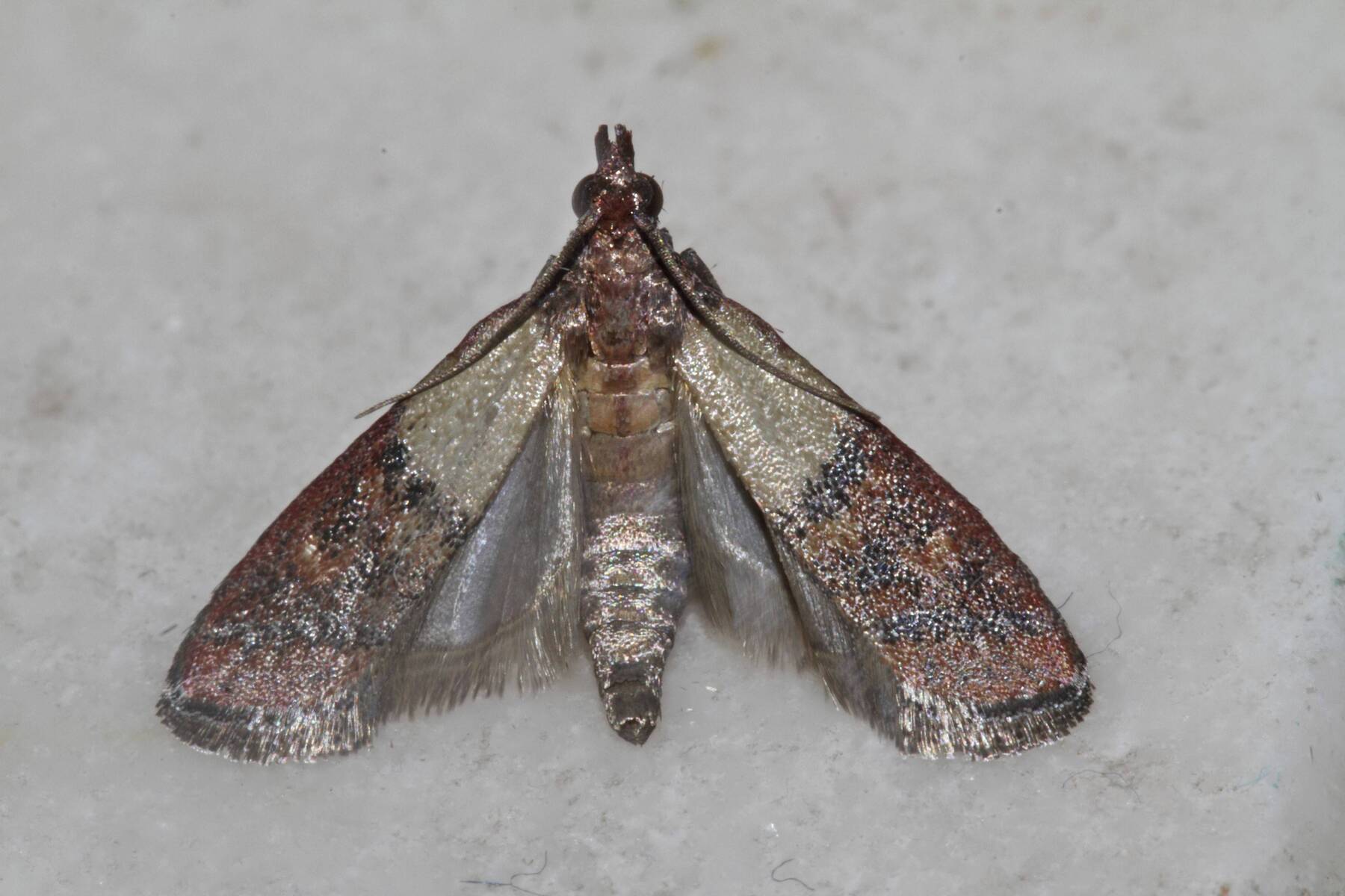 Störenfried im Müsli: Was hilft gegen die Dörrobstmotte in den Haushalten?
