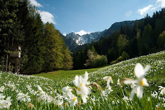 Im Mai hat sie ihren großen Auftritt: Narcissus radiiflorus, die Sternnarzisse. Bühne ist etwa eine Wiese im Bärental, die man über zwei Wege von der Stouhütte aus erreichen kann.