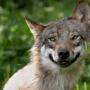 Reinrassig ist dieser Wolf - die Vermischung von Wolf und Hund will man in Friaul und auch in Kärnten verhindern
