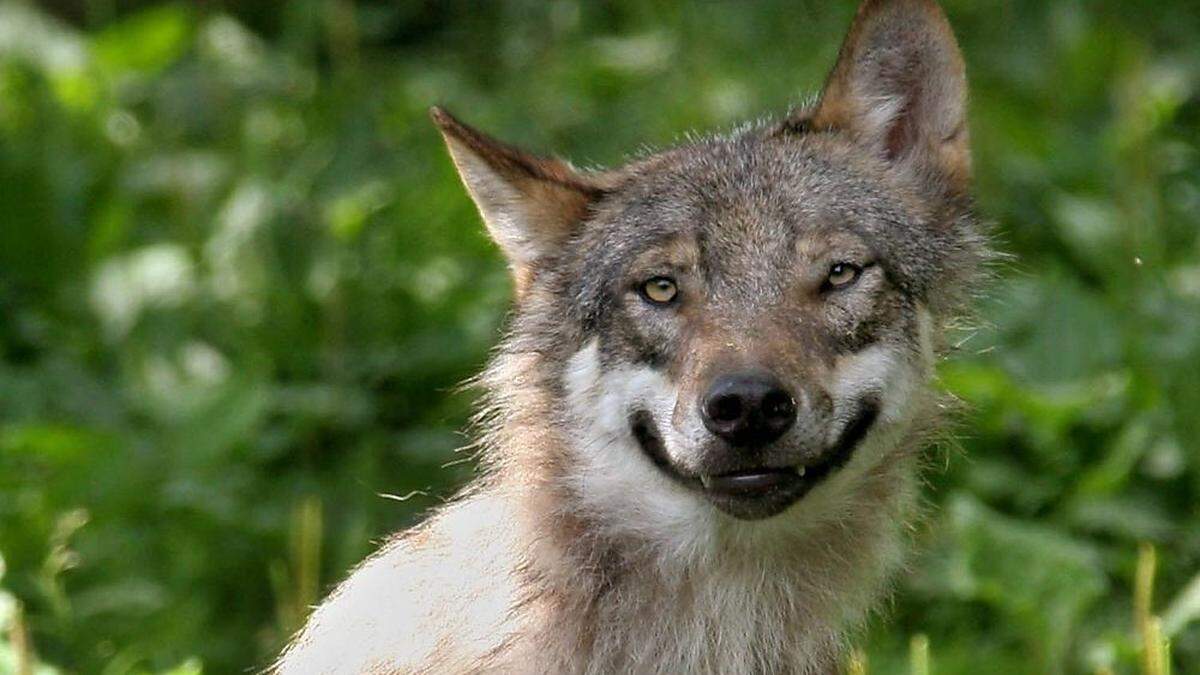 Reinrassig ist dieser Wolf - die Vermischung von Wolf und Hund will man in Friaul und auch in Kärnten verhindern
