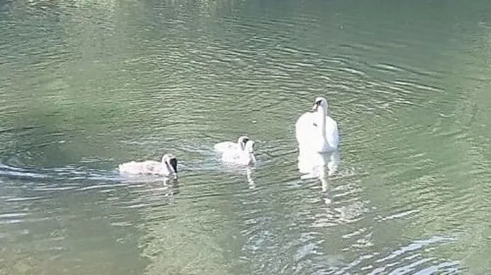 Die Familie ist wieder vereint