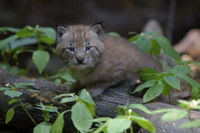Mit einer Schulterhöhe von bis zu 75 Zentimetern ist der Eurasische Luchs die größte in Europa heimische Katzenart. Schwammer: „In Österreich wurden die Luchse leider 1892 ausgerottet. In den letzten Jahrzehnten wanderten immer wieder einzelne Tiere aus den Nachbarländern ein. Zusätzlich wurden Luchse wiederangesiedelt.